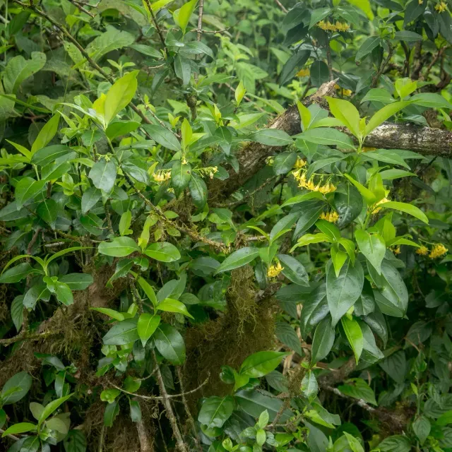 thumbnail for publication: Chiococca alba: Snowberry